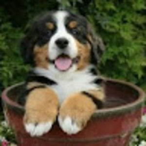 Meet your Posher, Connor